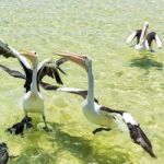 Pelicans Feeding In The Water Stock Photo