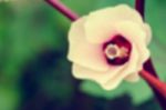Vintage Blur Background Flower Stock Photo