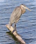 Photo Of A Great Blue Heron Standing On A Log Stock Photo
