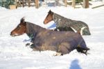 Horses Lying In The Snow Stock Photo