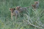 Lion Cubs Stock Photo