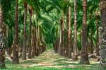 Walkway In Palm Tree Garden Stock Photo