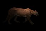 Puma (panthera Onca) In The Dark Stock Photo