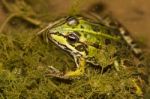 Edible Frog (pelophylax Esculentus) Stock Photo