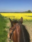 Horses Looking Out Over A Rapeseed Field Stock Photo