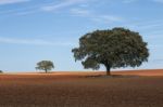 Lonely Holm Oak Trees Stock Photo