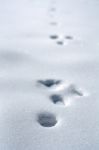 Animal Footprints In Snow Stock Photo