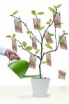 Water The Money Tree Stock Photo