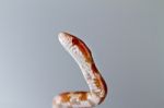 Red Corn Snake Stock Photo