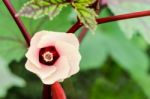 Jamaica Sorrel Flower Stock Photo