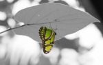 Malachite (siproeta Stelenes) Butterfly Perched On Leaf Stock Photo
