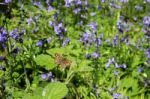 Speckled Wood Butterfly In Bluebells Stock Photo