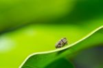 Aphid Insect In Green Nature Stock Photo
