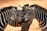 Three Zebras Kissing Stock Photo