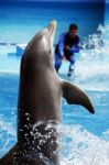 Dolphin Dance Stock Photo