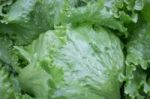 Healthy Fresh Vegetable Ingredients Displayed Stock Photo