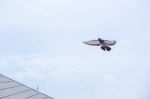 Pigeon Flies In The Blue Sky In A Sunny Day Stock Photo