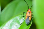 Red Cotton Bug (dysdercus Cingulatus) Stock Photo