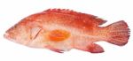 Red-banded Grouper Isolated On White Background Stock Photo