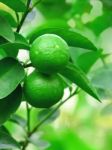 Fresh Green Lime Stock Photo