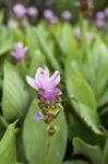 Purple Siam Tulip Flower Garden Stock Photo