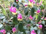 Rhododendron-flowers,in Park Stock Photo