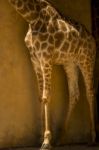 Giraffe On A Zoo Stock Photo