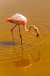 Greater Flamingo In The Water At Galapagos Islands Stock Photo