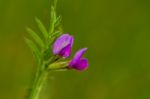 Common Vetch (vicia Sativa) Stock Photo