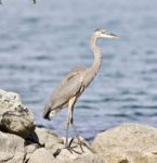 Beautiful Isolated Photo With A Funny Great Heron Standing On A Rock Shore Stock Photo