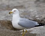 Beautiful Image With The Gull Staying On The Shore Stock Photo