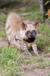 Striped Hyena Stock Photo