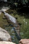 Tomistoma (tomistoma Schlegelii) Resting In A Pool At The Biopar Stock Photo