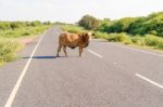 Cow On The Road In Botswana Stock Photo