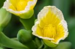 Yellow Flower Of Limnocharis Flava Stock Photo