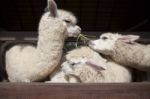 Llama Alpacas Eating Ruzi Grass In Mouth Rural Ranch Farm Stock Photo