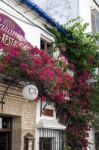 Bougainvillea Growing On A Restaurant In Marbella Stock Photo