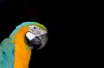 Macaw Stock Photo