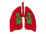 Lungs - Pulmonary System Stock Photo