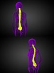 3d Rendering Medical Illustration Of The Human Spine Stock Photo