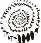 Waterfowl Birds In A Spiral Stock Photo