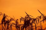 Rice Silhouette Sunset Stock Photo