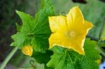 Yellow Pistillate Flowers Of A Benincasa Hispida Stock Photo