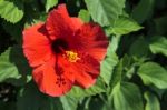 Close-up Of A Bright Red Hibiscus Stock Photo