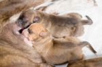 Puppies Drinking Milk Stock Photo