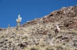 Lamas And Cacti. Paso De Jama, Andes Stock Photo