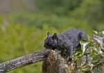 Black Squirrel Stock Photo