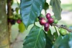 Coffee Beans Ripening On Tree Stock Photo