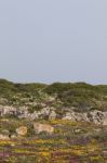 Diverse Spring Flora Of Sagres Stock Photo