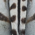Common Zebra Skin Stock Photo